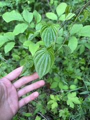 Dioscorea quaternata