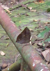 Zeuxidia amethystus amethystus