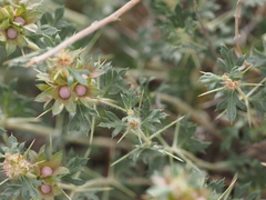Lagochilus diacanthophyllus