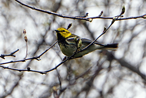 Setophaga image