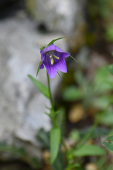 Campanula patula