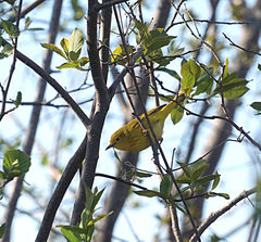 Media resource of Setophaga petechia
