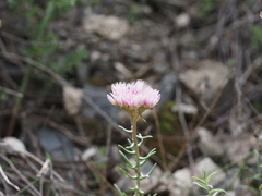 Pseudosedum longidentatum