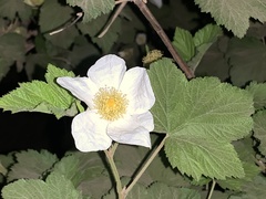 Rubus neomexicanus
