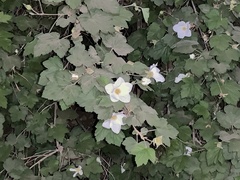 Rubus neomexicanus