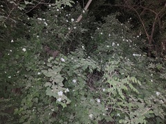 Rubus neomexicanus