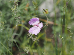 Geranium linearilobum