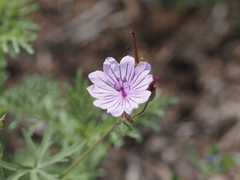 Geranium linearilobum