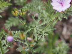 Geranium linearilobum