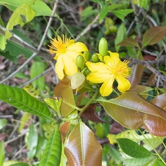 Ochna obtusata