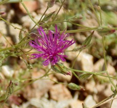 Crupina crupinastrum