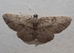 Psilalcis isombra