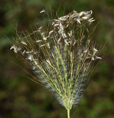 Dichanthium sericeum polystachyum