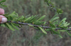 Excoecaria parvifolia