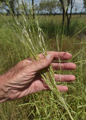 Oryza australiensis