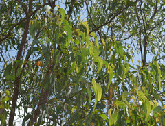 Eucalyptus tetrodonta