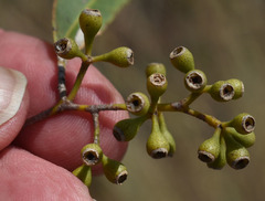 Eucalyptus normantonensis
