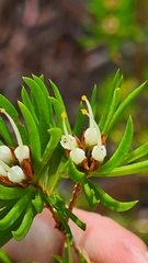 Darwinia procera