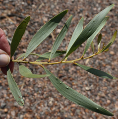 Acacia gonoclada