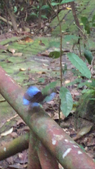 Zeuxidia amethystus amethystus