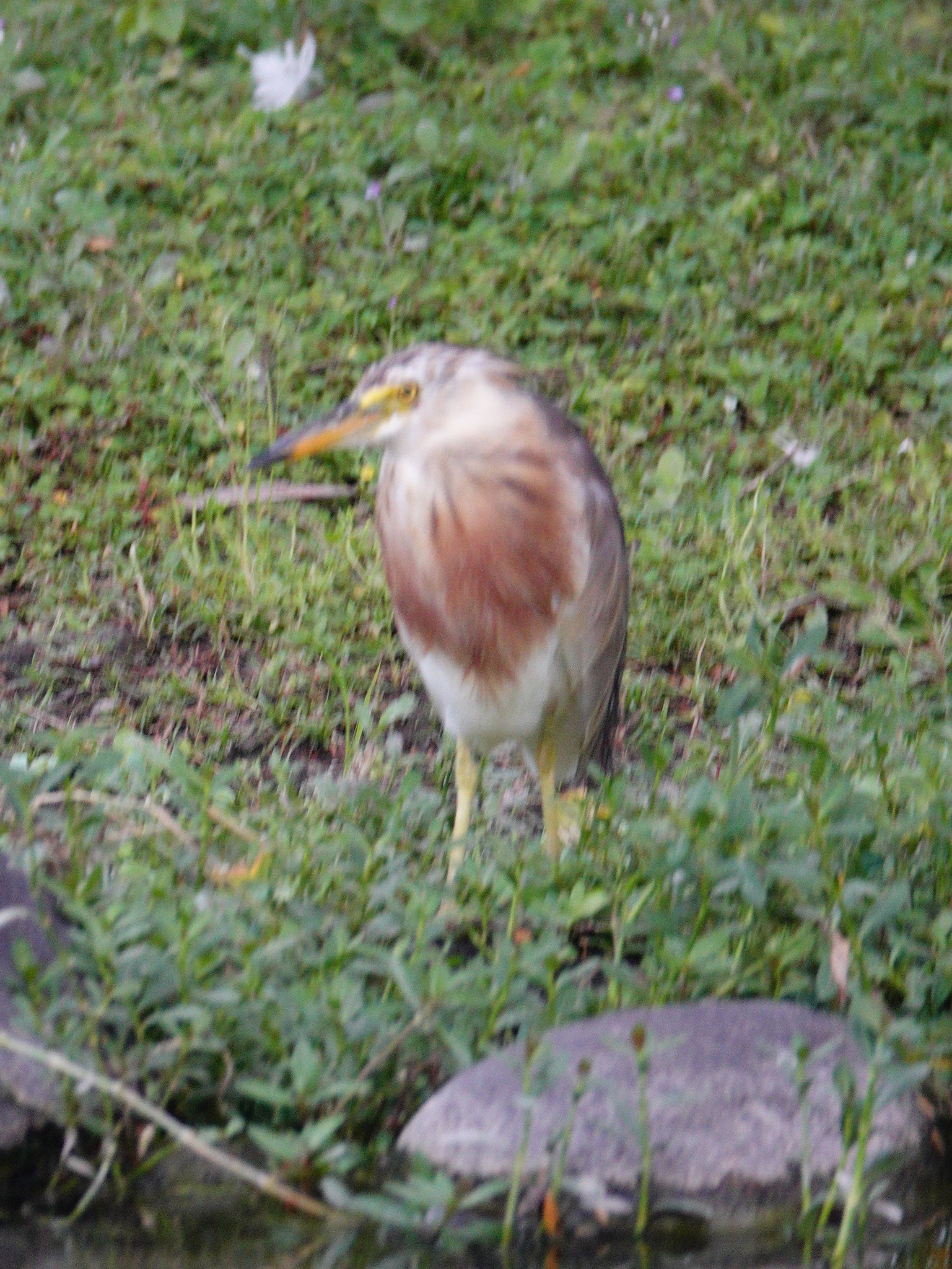 Javan Pond Heron