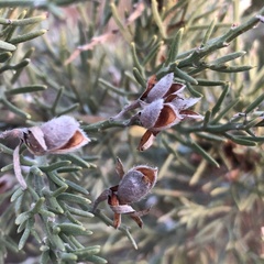 Jacksonia furcellata