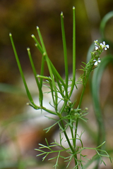 Bifora radians