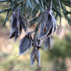 Jacksonia furcellata