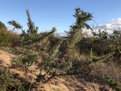 Jacksonia furcellata