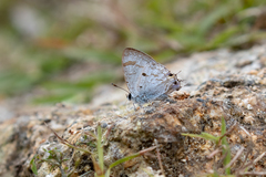 Hypolycaena pahanga