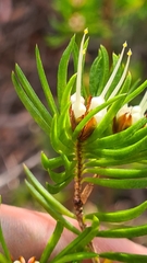 Darwinia procera