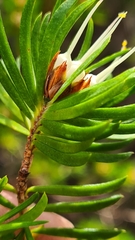 Darwinia procera