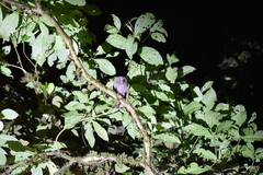 Megascops guatemalae