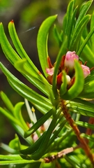 Darwinia procera