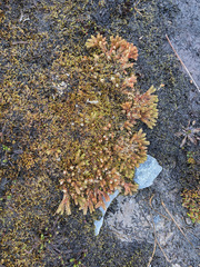 Phlegmariurus cruentus