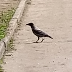 Corvus cornix