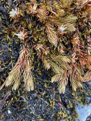 Phlegmariurus cruentus