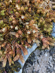 Phlegmariurus cruentus