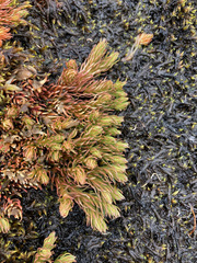 Phlegmariurus cruentus