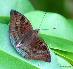 Euthalia monina monina