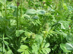 Sanguisorba minor balearica