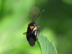 Deraeocoris ribauti