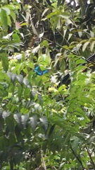 Papilio palinurus palinurus