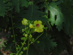 Verbascum
