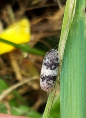 Limneriini