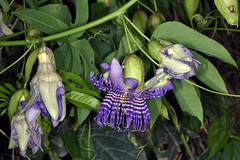 Passiflora serratodigitata