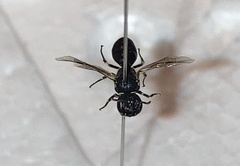 Hylaeus cornutus