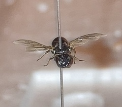 Hylaeus cornutus