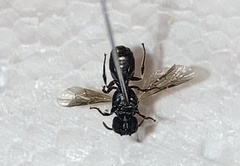Hylaeus cornutus