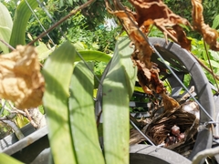 Pycnonotus goiavier jambu